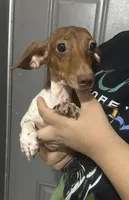 Steven, a male Miniature Dachshund for sale in Miami, FL – 3 of 7