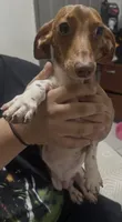 Steven, a male Miniature Dachshund for sale in Miami, FL – 1 of 7