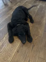 Murphy , a male Goldendoodle for sale in Corry, PA – 2 of 3