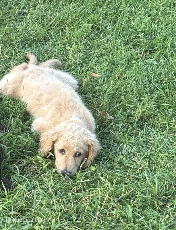Stella  – Goldendoodle puppy for sale in Corry, PA