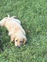 Stella , a female Goldendoodle for sale in Corry, PA – 1 of 4