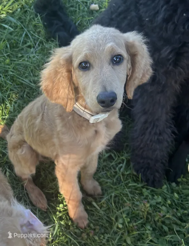 Stella  – Goldendoodle puppy for sale in Corry, PA
