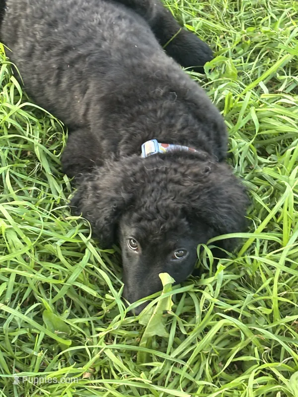 Murphy  – Goldendoodle puppy for sale in Corry, PA