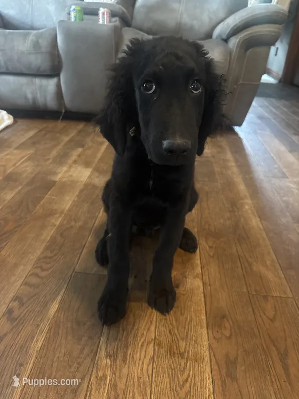 Murphy  – Goldendoodle puppy for sale in Corry, PA