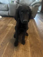 Murphy , a male Goldendoodle for sale in Corry, PA – 3 of 3