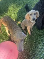 Stella , a female Goldendoodle for sale in Corry, PA – 4 of 4