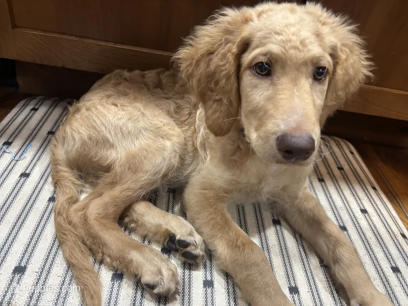 Archy – Goldendoodle puppy for sale in Corry, PA