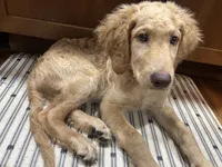 Archy, a male Goldendoodle for sale in Corry, PA – 1 of 2