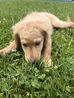Stella , a female Goldendoodle for sale in Corry, PA – 3 of 4