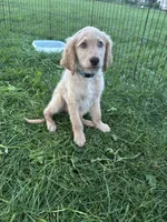 Archy, a male Goldendoodle for sale in Corry, PA – 2 of 2