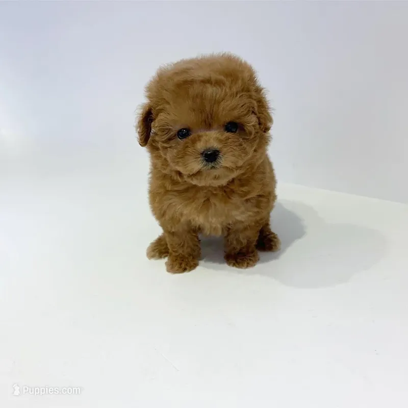 Bella  – Poodle - Toy  puppy for sale in Illinois City, IL