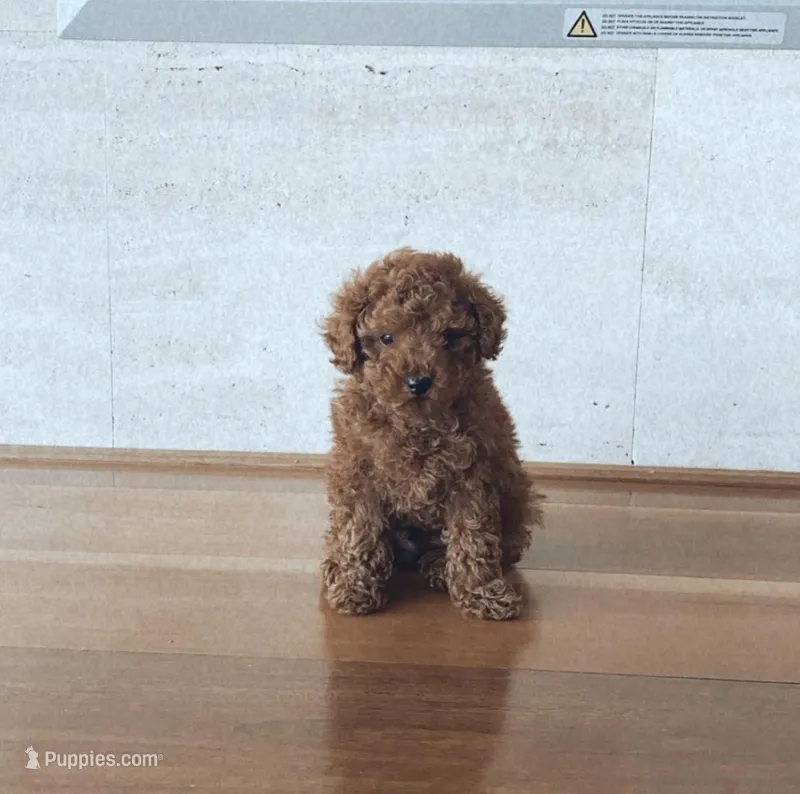 Dana – Poodle - Toy  puppy for sale in Illinois City, IL