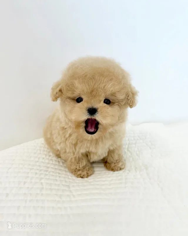 Max – Poodle - Toy  puppy for sale in Illinois City, IL