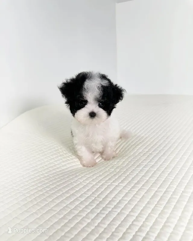 Charlie  – Poodle - Toy  puppy for sale in Illinois City, IL