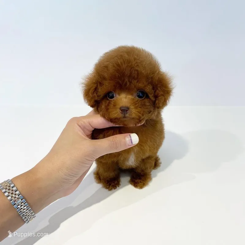 Daisy – Poodle - Toy  puppy for sale in Illinois City, IL