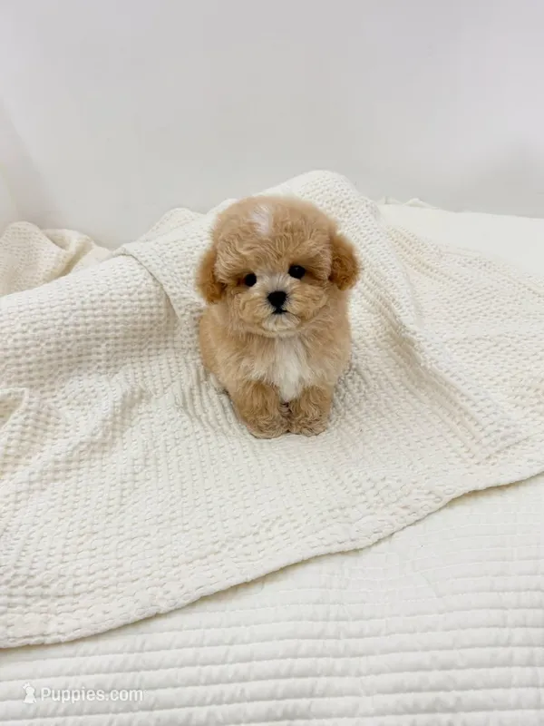 Luna – Poodle - Toy  puppy for sale in Illinois City, IL