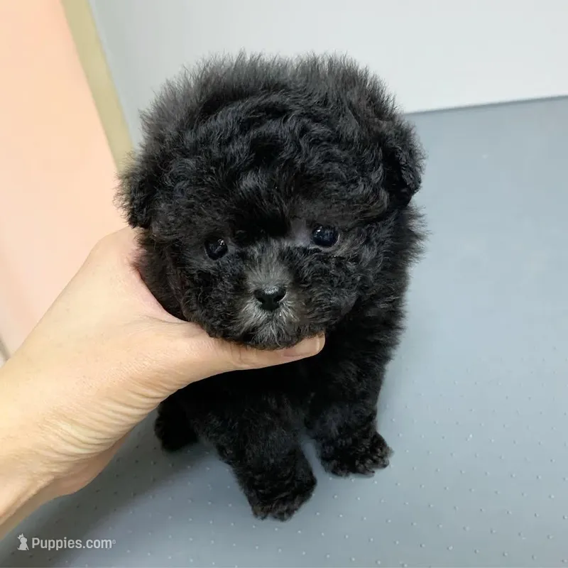  Toby  – Poodle - Toy  puppy for sale in Illinois City, IL
