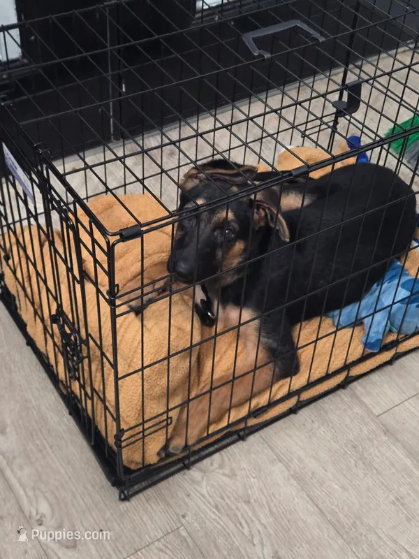 Teddy – German Shepherd Dog puppy for sale in Houston, TX