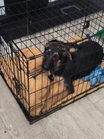 Teddy, a male German Shepherd Dog for sale in Houston, TX – 1 of 1