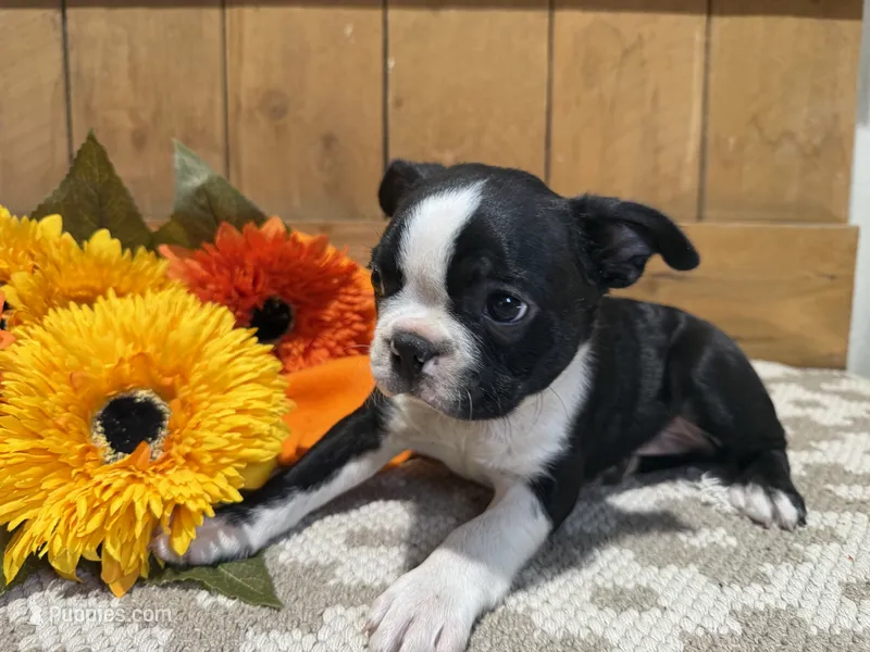 Sparky – Boston Terrier puppy for sale in Rio Vista, TX