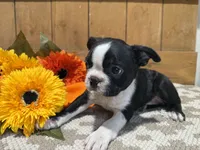 Sparky, a male Boston Terrier for sale in Rio Vista, TX – 1 of 2