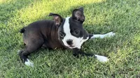 Sassy, a female Boston Terrier for sale in Rio Vista, TX – 3 of 3