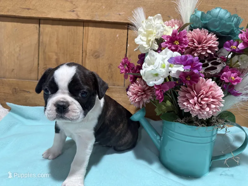 Buck – Boston Terrier puppy for sale in Rio Vista, TX