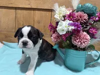 Buck, a male Boston Terrier for sale in Rio Vista, TX – Photo 1 of 2