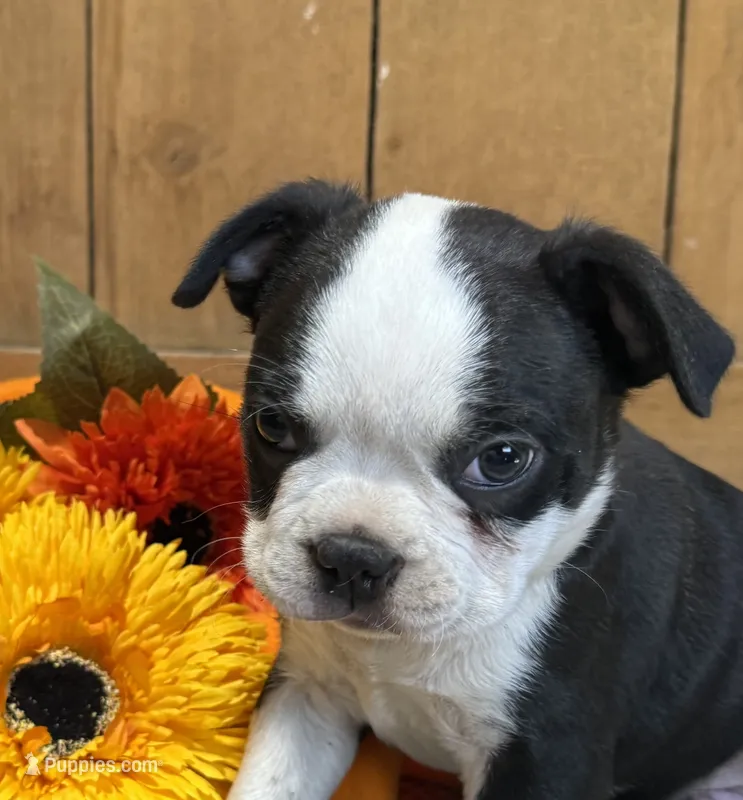 Lucky – Boston Terrier puppy for sale in Rio Vista, TX