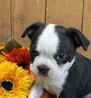Lucky, a male Boston Terrier for sale in Rio Vista, TX – 1 of 2