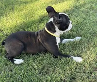 Sassy, a female Boston Terrier for sale in Rio Vista, TX – 2 of 3