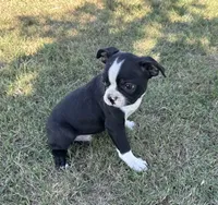 Cooper, a male Boston Terrier for sale in Rio Vista, TX – 2 of 4