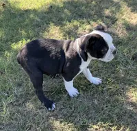 Spunky, a male Boston Terrier for sale in Rio Vista, TX – 3 of 4