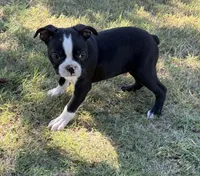 Cooper, a male Boston Terrier for sale in Rio Vista, TX – 3 of 4