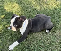 George, a male Boston Terrier for sale in Rio Vista, TX – 2 of 3