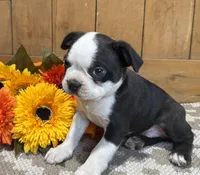 Lucky, a male Boston Terrier for sale in Rio Vista, TX – 2 of 2