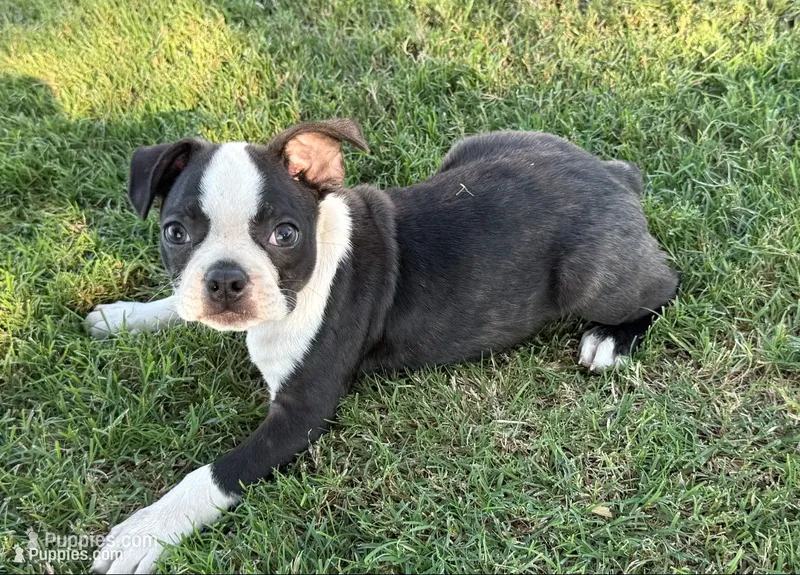 George, a male Boston Terrier for sale in Rio Vista, TX – 1 of 3