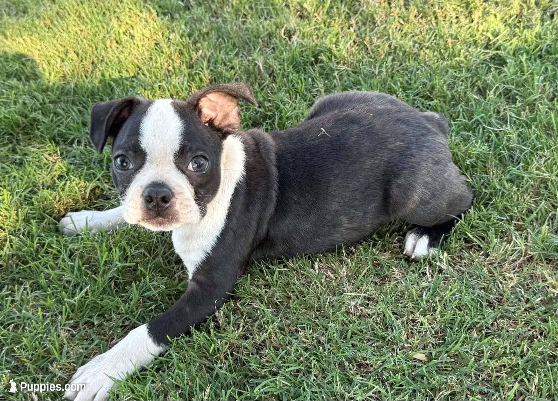 George, a male Boston Terrier for sale in Rio Vista, TX – 1 of 3
