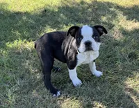Spunky, a male Boston Terrier for sale in Rio Vista, TX – 4 of 4