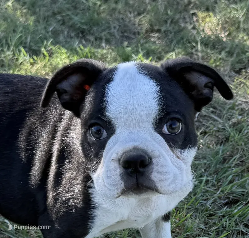 Spunky – Boston Terrier puppy for sale in Rio Vista, TX