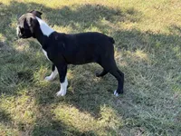 Cooper, a male Boston Terrier for sale in Rio Vista, TX – 4 of 4