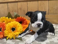 Sparky, a male Boston Terrier for sale in Rio Vista, TX – 2 of 2