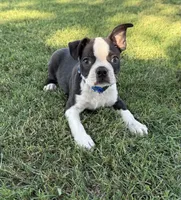 George, a male Boston Terrier for sale in Rio Vista, TX – 3 of 3
