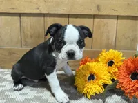 Spunky, a male Boston Terrier for sale in Rio Vista, TX – 2 of 4