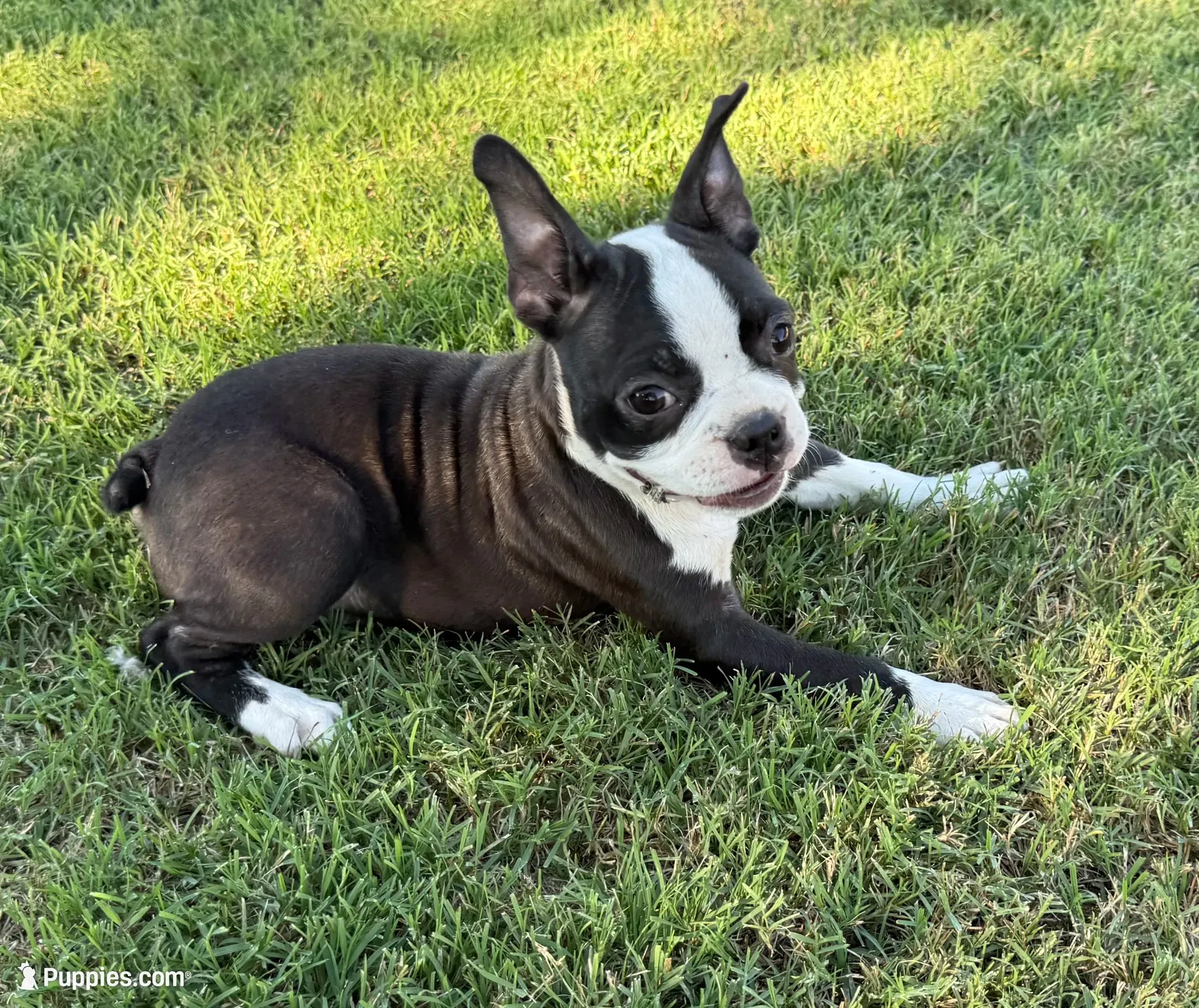 Sassy, a female Boston Terrier for sale in Rio Vista, TX – 1 of 3