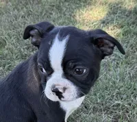 Cooper, a male Boston Terrier for sale in Rio Vista, TX – 1 of 4