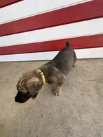 Furiosa , a female Cane Corso for sale in Los Angeles, CA – 5 of 6