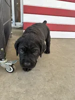 Sunshine, a female Cane Corso for sale in Los Angeles, CA – 3 of 6