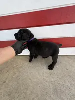 Plum, a female Cane Corso for sale in Los Angeles, CA – 3 of 4