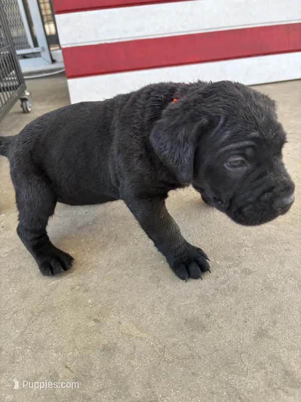 Sunshine – Cane Corso puppy for sale in Los Angeles, CA